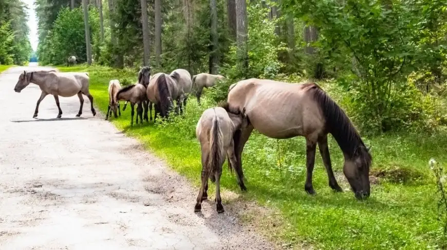 Jest takie miejsce na Mazurach, gdzie na wolności żyją koniki