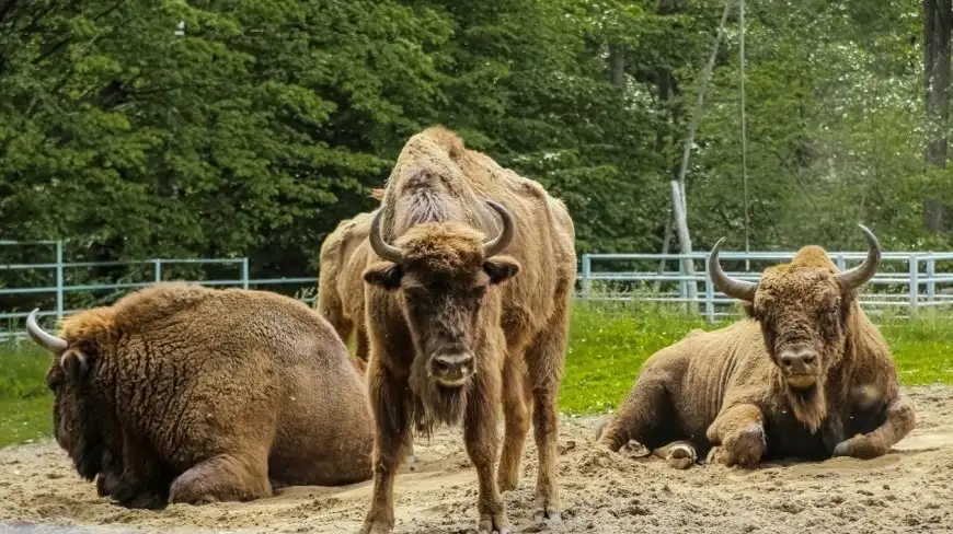 Widziałeś kiedyś szczęśliwego żubra na Mazurach? My tak...