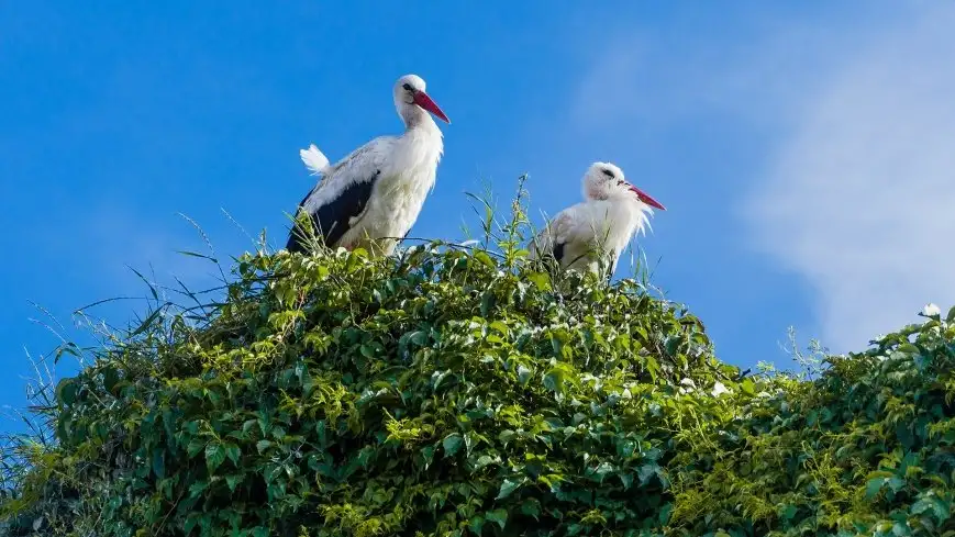Bocian biały jest dużym ptakiem (ma długość 100–115 cm i wysokość 100–125 cm; rozpiętość skrzydeł wynosi 155–215 cm, a jego masa 2,3–4,5 kg) 