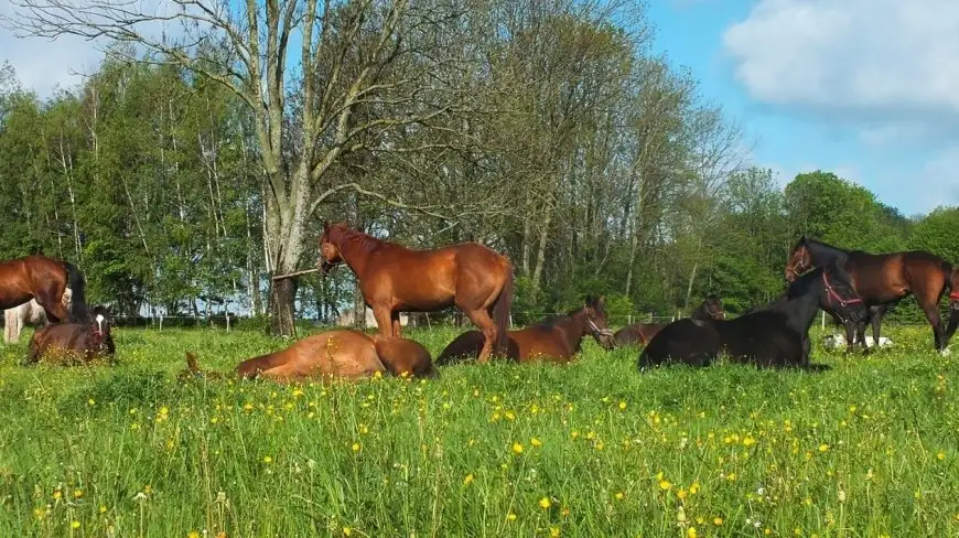 Mazury i Konie? Piękne połączenie - stajnia Melnik zaprasza