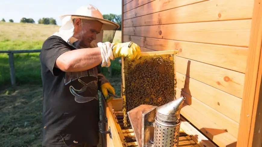 Kiedy pan Jarosław pokazywał działanie domku do apiterapii (który znajduje się w Mazurskim Folwarku w Lisach, koło Bań Mazurskich) pszczoły były wyjątkowo spokojne