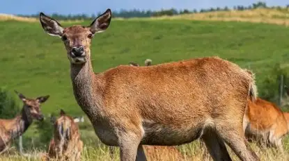 Mazurskie ZOO. 6 miejsc, gdzie na Mazurach zobaczycie dzikie zwierzęta
