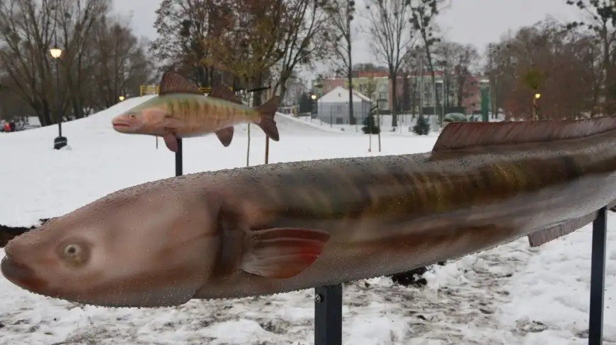Niezwykłe instalacje. Ryby „stanęły” w mazurskim Węgorzewie
