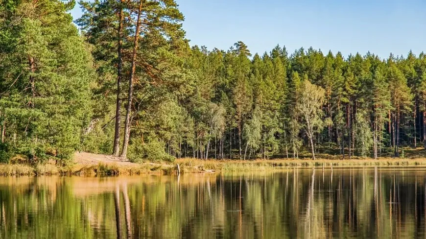 Dziki z Legionowa trafią na Mazury?