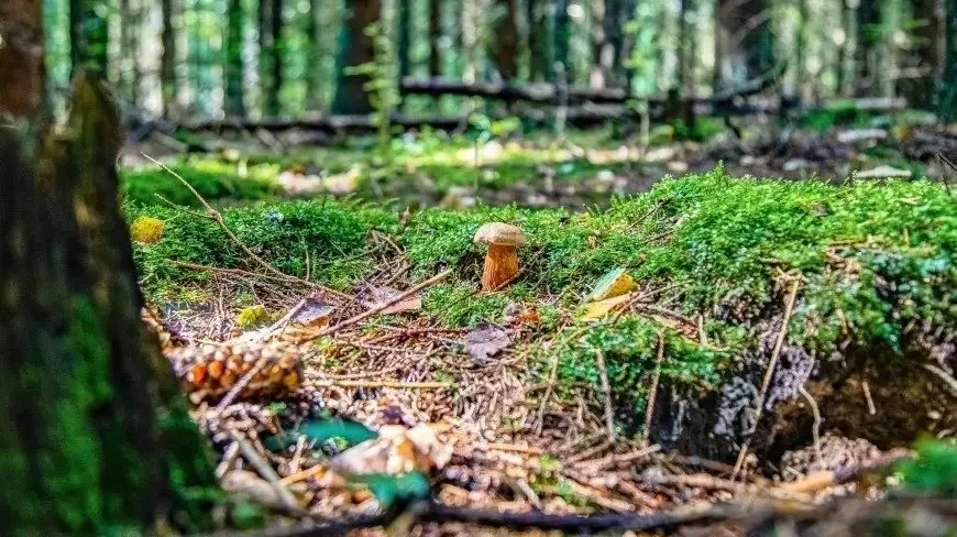 Uwaga pod nogi na Mazurach. Sanepid ostrzega przed zagrożeniem