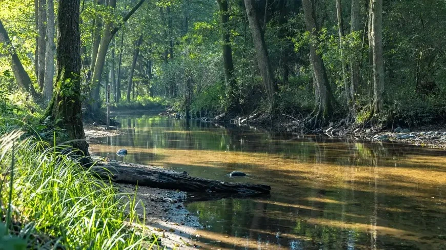 Rzeka Sapina na Mazurach - idealny szlak kajakowy dla miłośników przyrody i historii