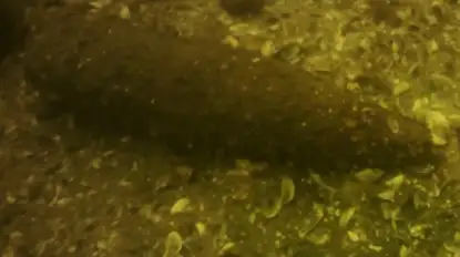 Mazurscy ratownicy ostrzegają. Na dnie mazurskich jezior może czaić się śmierć