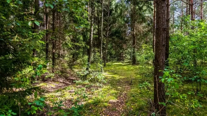 Na grzyby na Mazurach. Policja apeluje o rozwagę