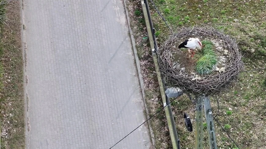 Słynny bocian z Mazur jest już w Egipcie. Śledzono jego trasę