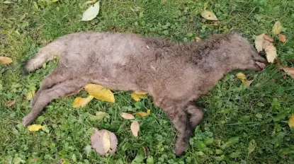 Prawdziwa sensacja. Nowy drapieżnik pojawił się na Mazurach