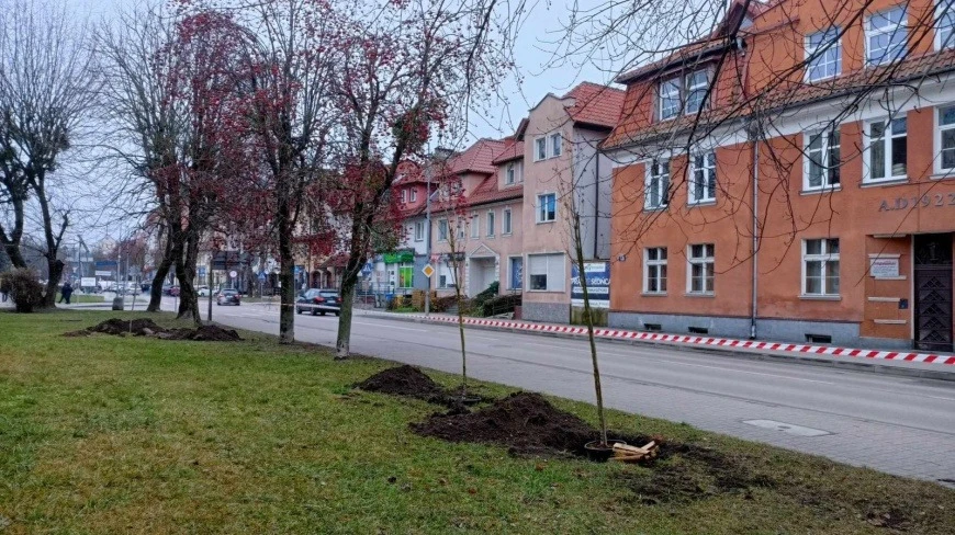 W Giżycku na Mazurach posadzono ponad 100 drzew