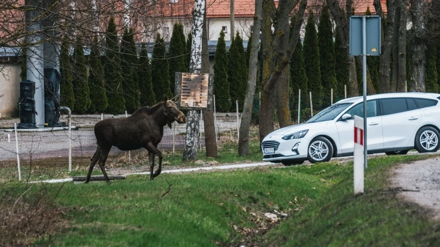 Giżycko na Mazurach zmaga się z dzikimi zwierzętami. Samorządowcy apelują do rządu