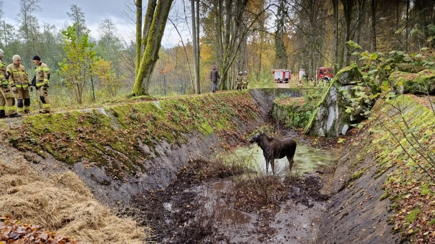 Niecodzienna akcja ratunkowa w Wilczym Szańcu na Mazurach