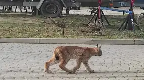 Pierwszy na Mazurach ośrodek rehabilitacyjny dla rysi już działa