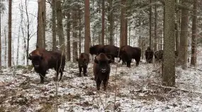 Zima na Mazurach. Gdzie mamy szansę obserwować dzikie zwierzęta?
