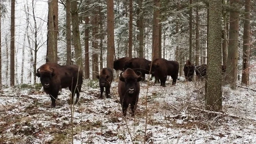 Zima na Mazurach. Gdzie mamy szansę obserwować dzikie zwierzęta?