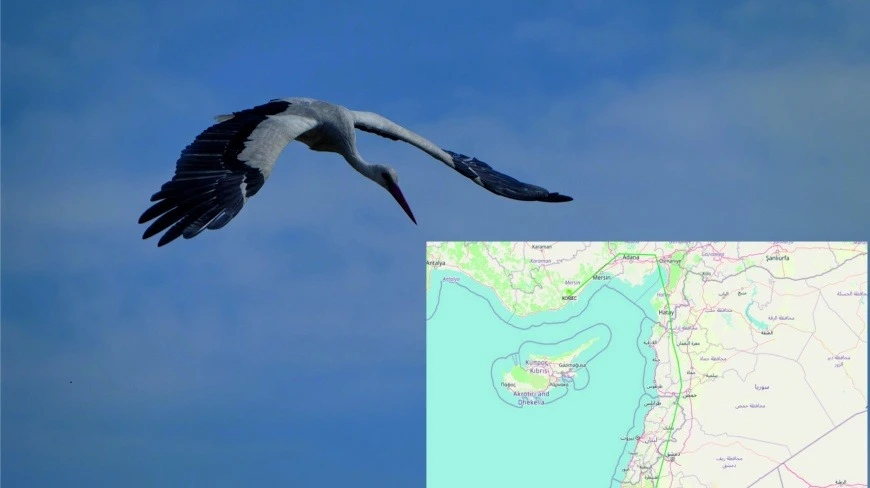 Słynny mazurski bocian – Krutek już rozpoczął powrót na Mazury