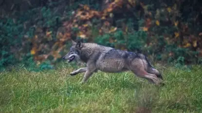 Na Mazurach wilki coraz bliżej Mikołajek. Czy mamy się czego obawiać?