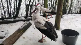 Krutek znów na Mazurach, choć droga do domu o mało nie skończyła się tragicznie