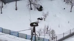 Bocian Krutek ma się lepiej. Wrócił do swojego gniazda