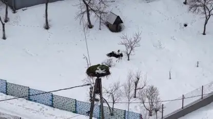 Bocian Krutek ma się lepiej. Wrócił do swojego gniazda