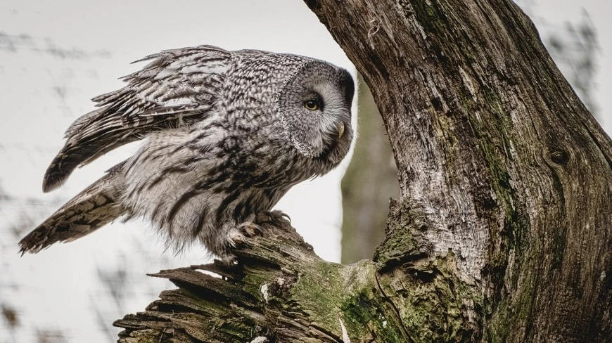 Tajemnicze spojrzenie w mrok. Nadchodzi Noc Sów 2026 w Krutyni