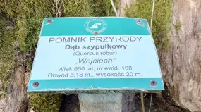 Te drzewa na Mazurach rosły już, gdy rozpoczynała się Bitwa pod Grunwaldem 