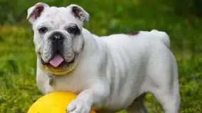 Pielęgnacja psa krok po kroku