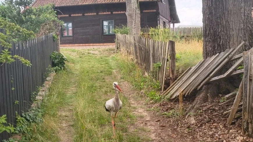 Zdjęcie poglądowe.