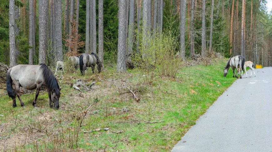 Podczas pobytu na Mazurach możemy spotkać się z…konikami polskimi
