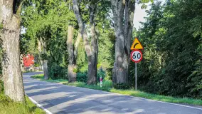 Wycinka tysięcy drzew pod znakiem zapytania. GDOŚ zabiera głos