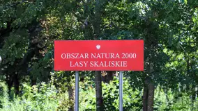 Lasy na skraju Mazur