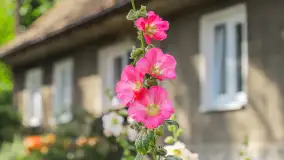 Przywróćmy malwy Mazurom. Akcja sprzed lat przywróciła tradycyjne ogrody na Warmię i Mazury