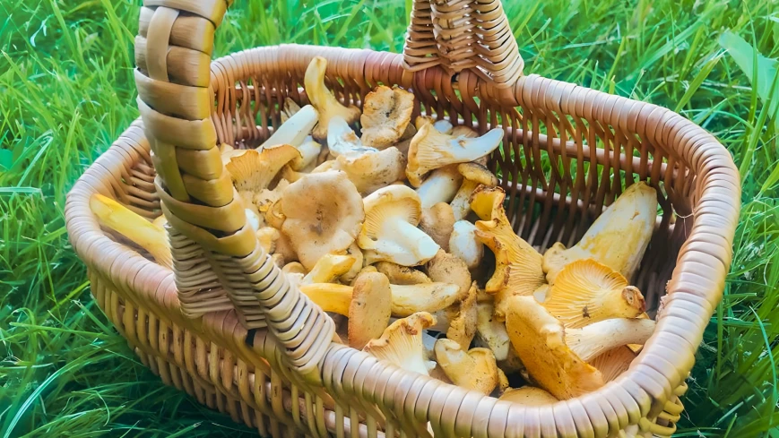 Kosz świeżych kurek zebrany w pobliżu wsi Pasterzewo na Mazurach -