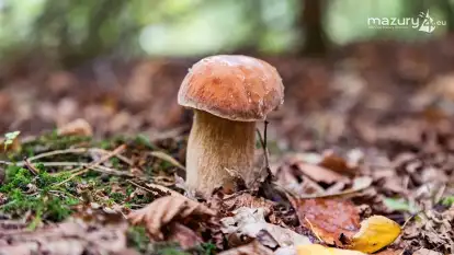 Ile jest grzybów na Mazurach?