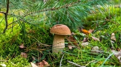 Gdzie sosna spotyka brzozę. Ekoton to klucz do udanego grzybobrania