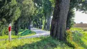 Premier interweniuje w sprawie wycinki drzew na Warmii i Mazurach