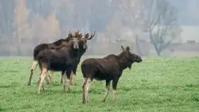 Dzikie zwierzęta na mazurskich drogach. Gdzie zachować szczególną ostrożność i jak uniknąć groźnej kolizji?