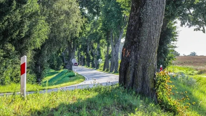 Walka o mazurskie aleje ciągle trwa. Drzewa są nadal zagrożone