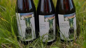 Winnica Grądzkie Yruzam. Magia północnego winiarstwa w sercu Mazur Garbatych