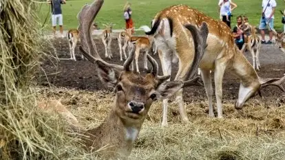 Grupa Szatanek Polska - zdjęcie 10