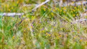 Letni las w okolicach Kruklina, sierpień 2021 r. - zdjęcie 6