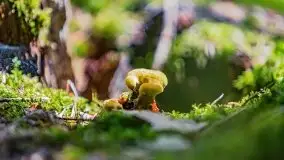 Letni las w okolicach Kruklina, sierpień 2021 r. - zdjęcie 8