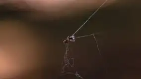 Letni las w okolicach Kruklina, sierpień 2021 r. - zdjęcie 40