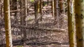 Letni las w okolicach Kruklina, sierpień 2021 r. - zdjęcie 26