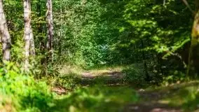 Letni las w okolicach Kruklina, sierpień 2021 r. - zdjęcie 29