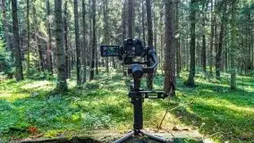 Letni las w okolicach Kruklina, sierpień 2021 r. - zdjęcie 33