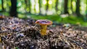 Mazurskie grzyby, fotogaleria bez wybrzydzania  - zdjęcie 15