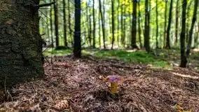 Mazurskie grzyby, fotogaleria bez wybrzydzania  - zdjęcie 28