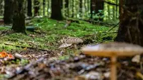 Mazurskie grzyby, fotogaleria bez wybrzydzania  - zdjęcie 42